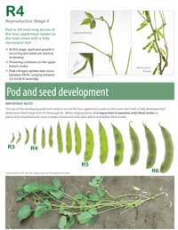 soybean-growth-stages