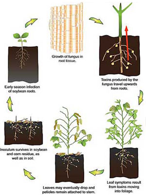 Effect of Planting Date, Seed Treatment, and Cultivar on Sudden Death ...
