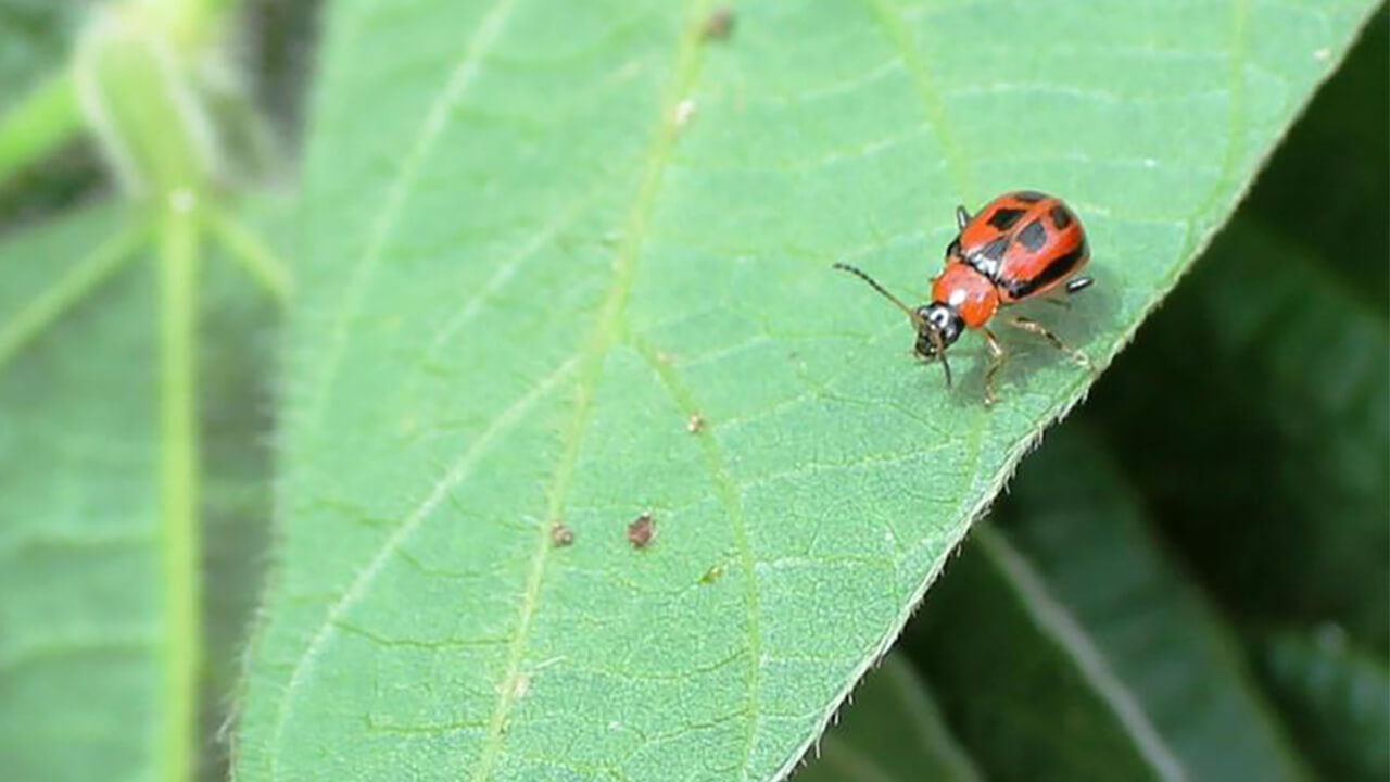 Bean Leaf Beetle - Soybean Pest - Soybean Research & Information Network -  SRIN