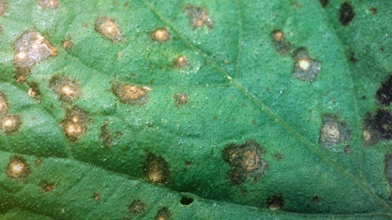 Cercospora Leaf Blight - Soybean Disease - Soybean Research ...