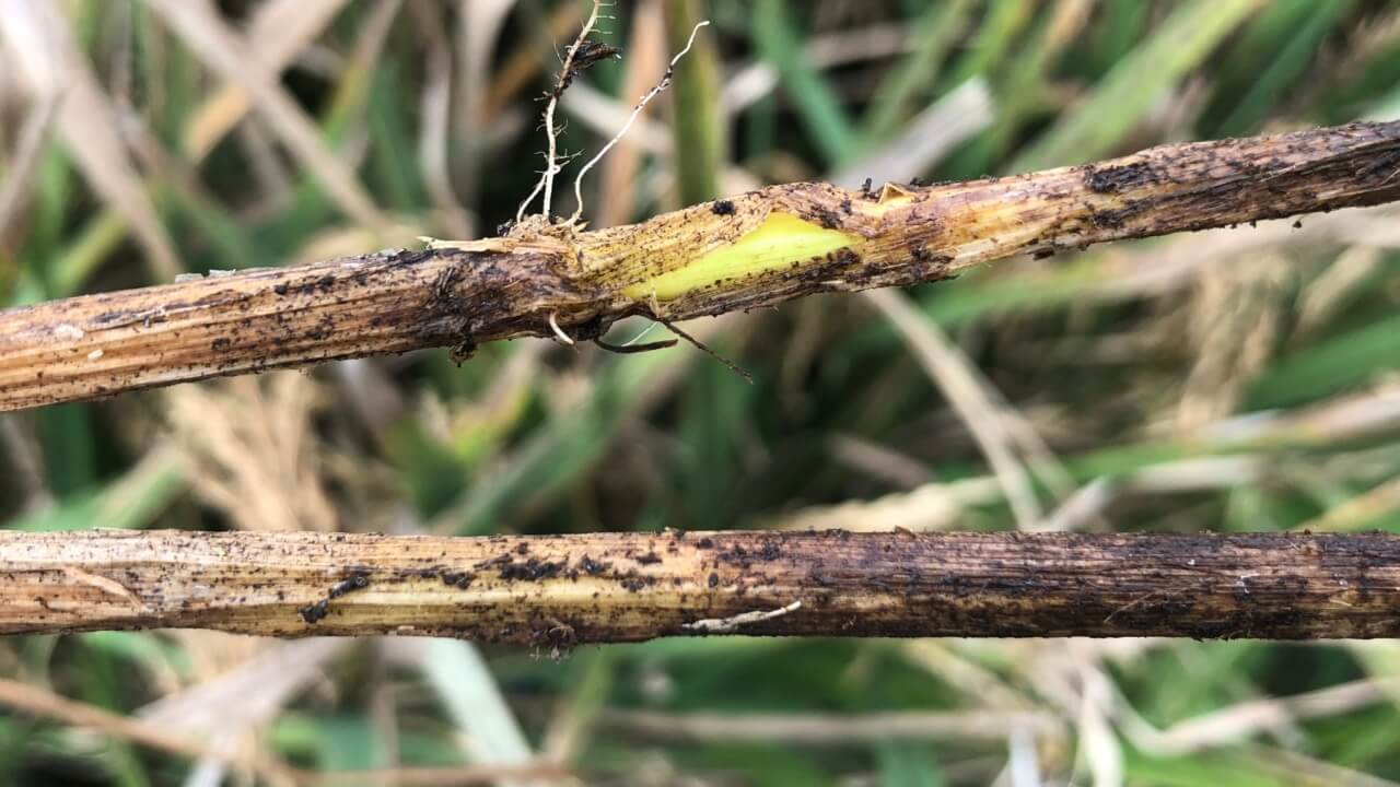 Brown Stem Rot - Soybean Disease - Soybean Research & Information Network