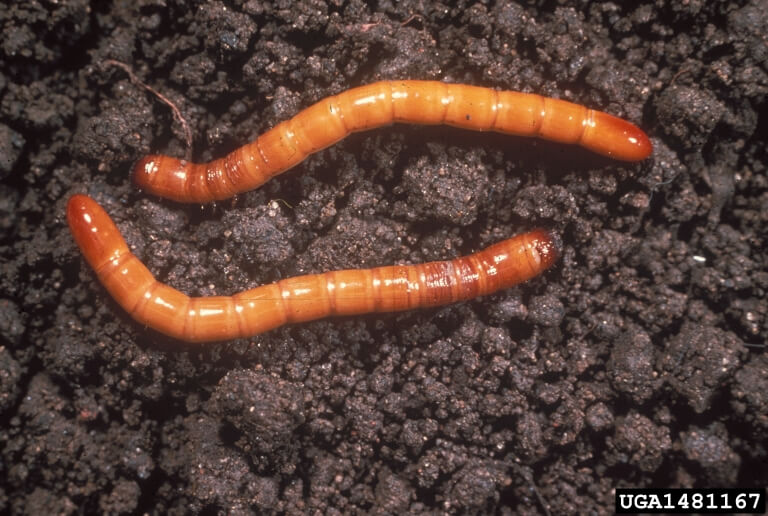 Wireworms - Soybean Pest - Soybean Research & Information Network - SRIN