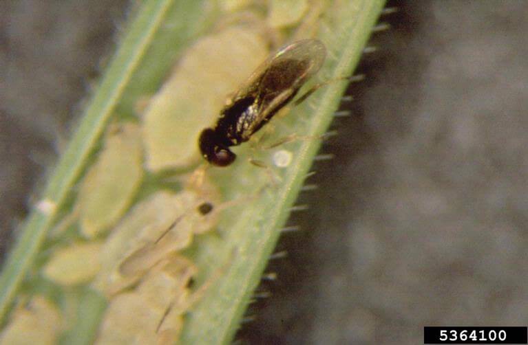 Ohio's Natural Enemies: Lacewings