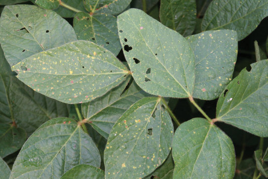 Downy Mildew - Soybean Disease - Soybean Research & Information Network ...