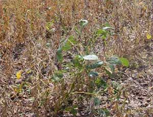 Green stems appear in soybeans again