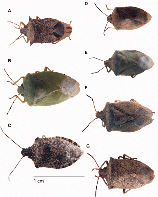 Brown marmorated stink bug a nuisance to homeowners, Illinois Extension