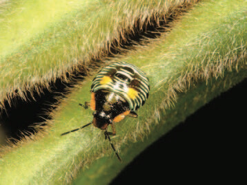 Stink Bugs  Missouri Department of Conservation