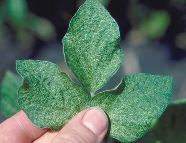 Two Spotted Spider Mite Soybean Pest Soybean Research Information Network Srin