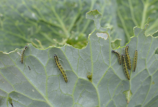 download cutworm pesticide