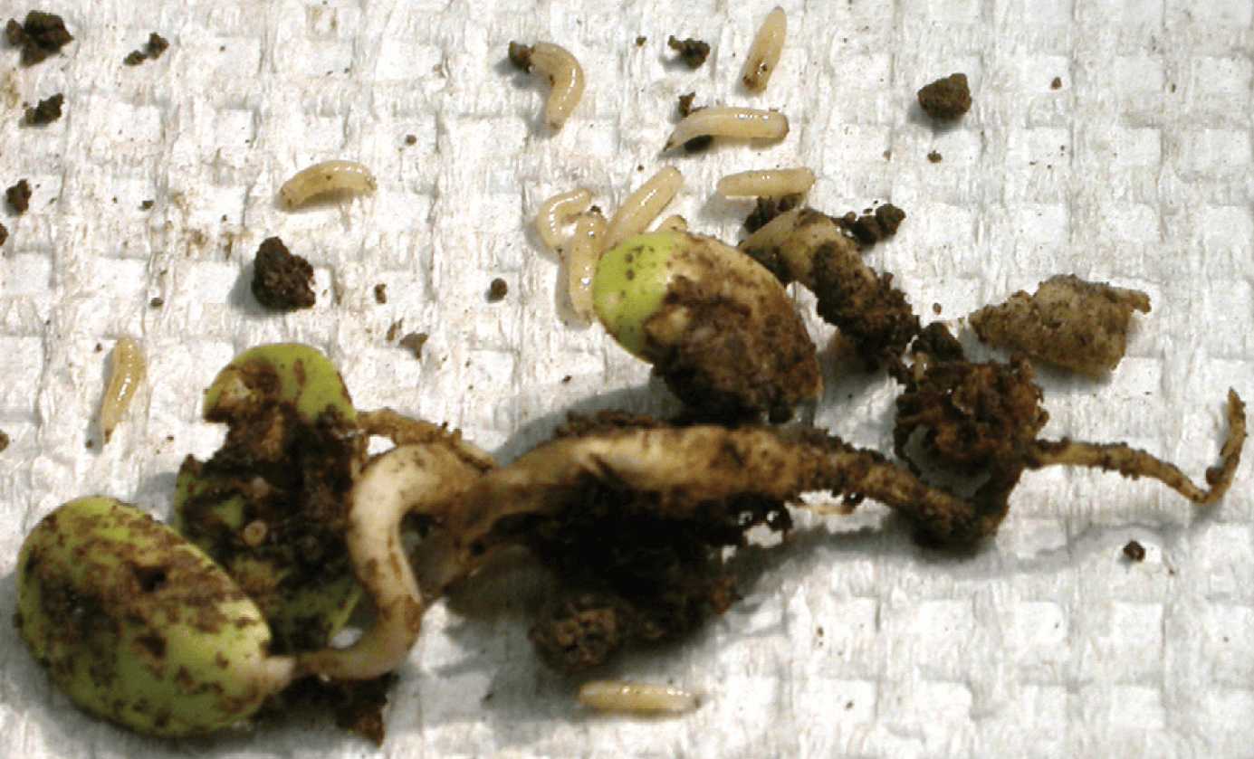 Seedcorn Maggot - Potato - Ontario CropIPM