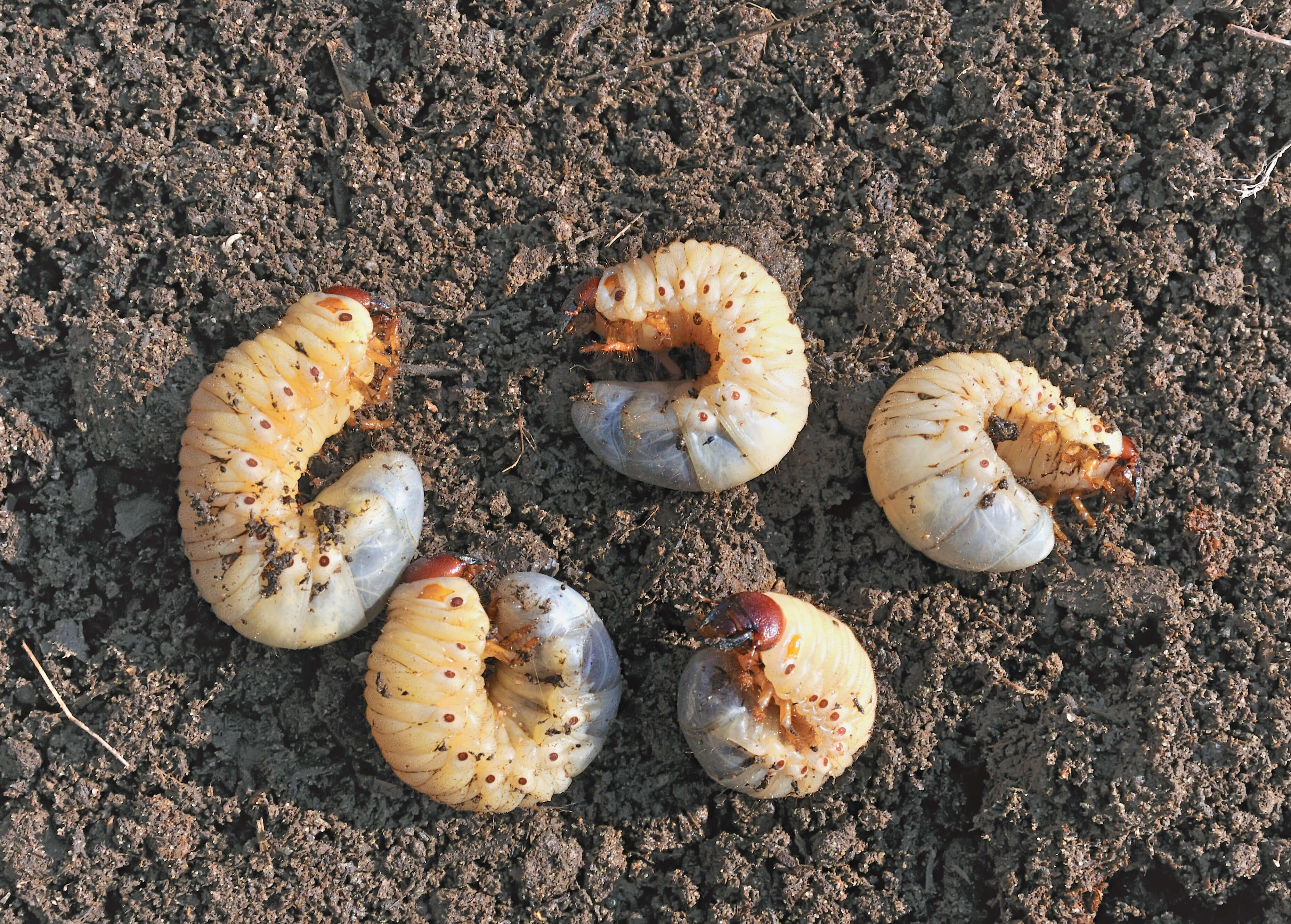 White Grub Control, White Grubs in the Garden