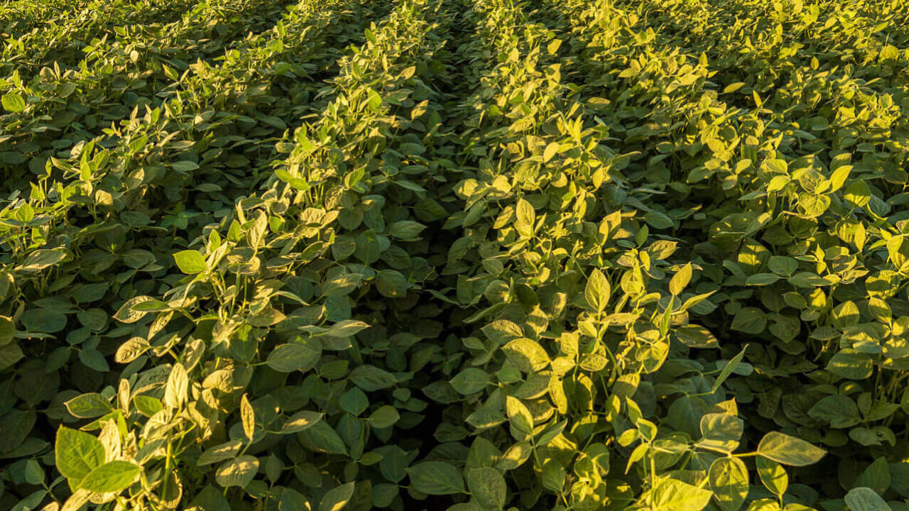 Iron Deficiency Chlorosis Soybean Disease Soybean Research & Information Network