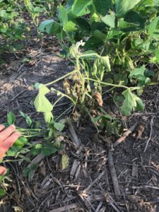 Signs of gall midge infestation