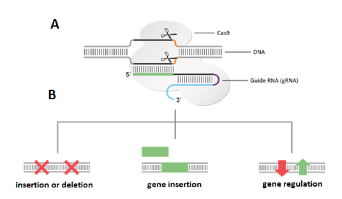 Researchers Employing Crispr For Soybean Advancement Research Highlight Soybean Research Information Network Srin