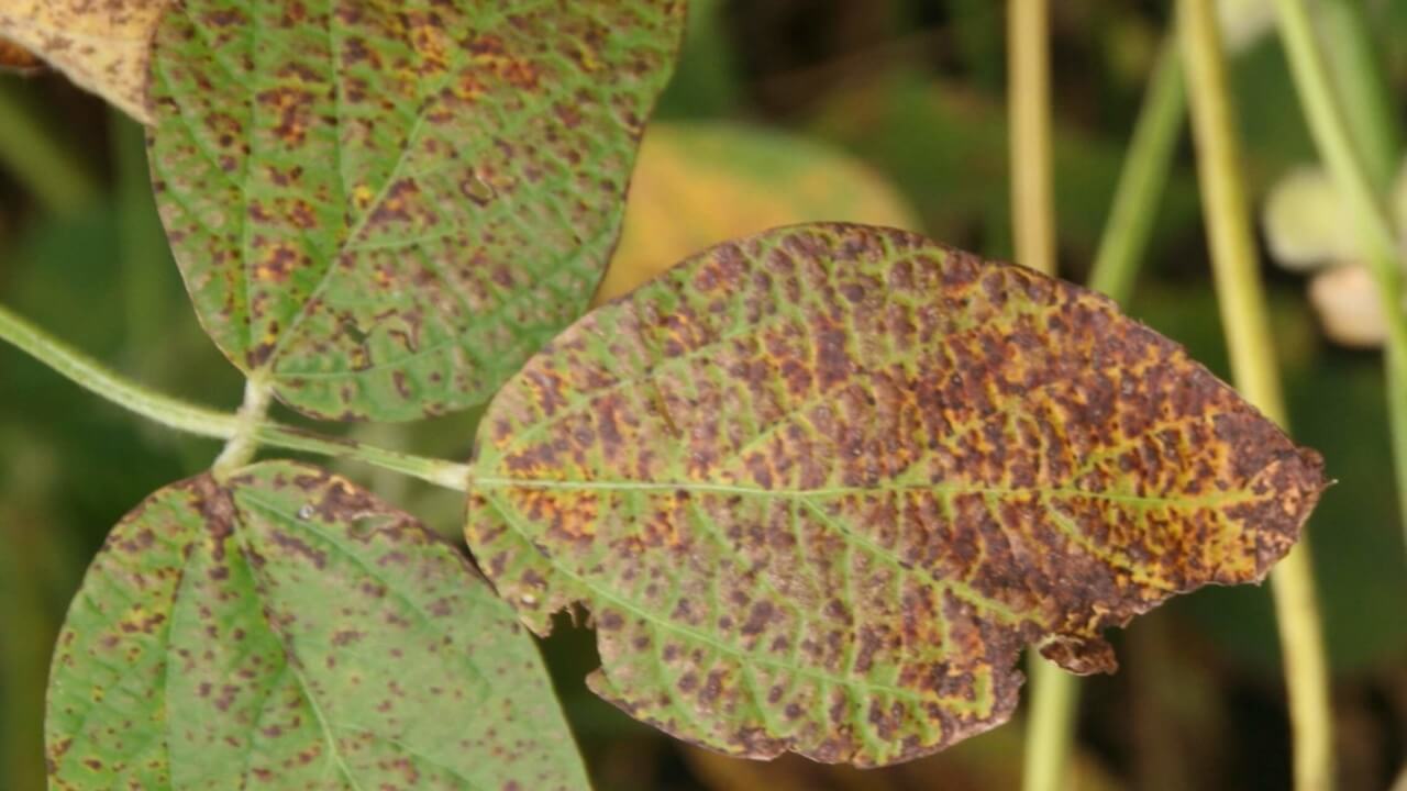 soybean bacterial blight