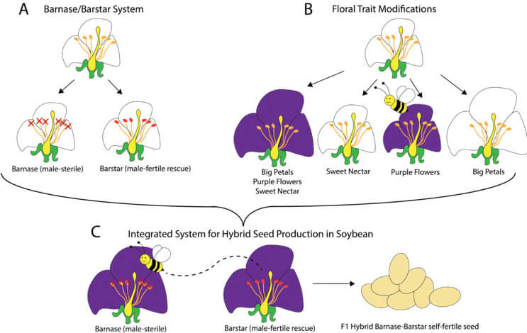 Researchers identify gene to help hybrid wheat breeding