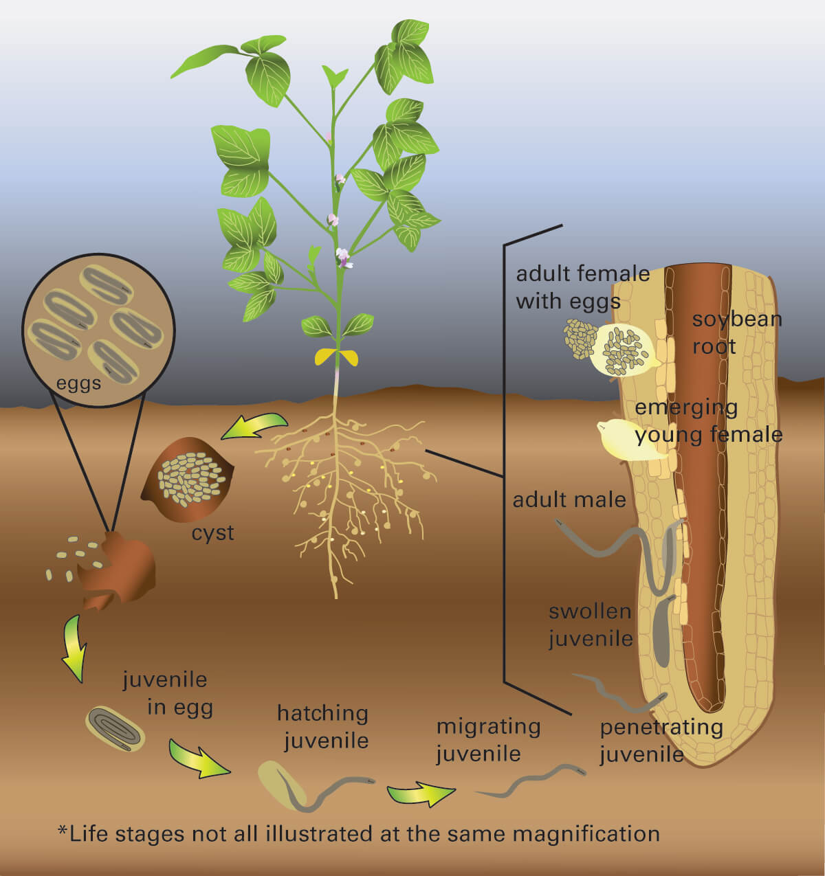 Nematodes on soybean