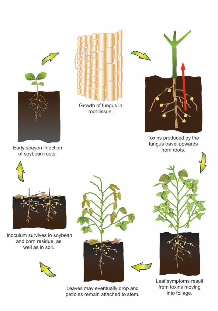 soybean growth stages timeline