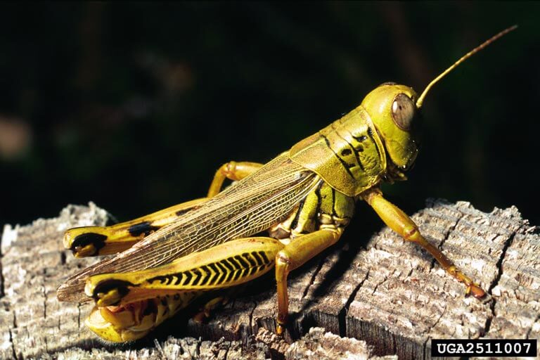 Making Grasshopper Bait, Photograph