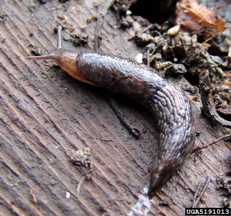 common garden slug