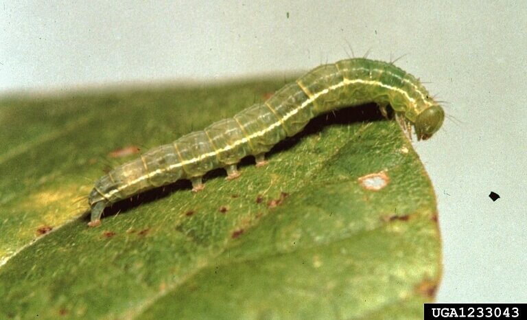 big green caterpillars in ohio