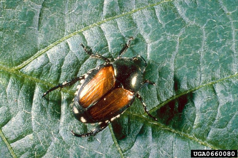 Japanese Beetle - Soybean Pest - Soybean Research & Information