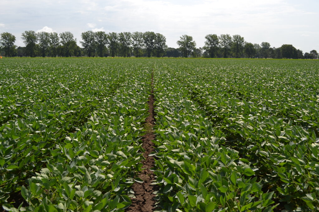 Soybean Cultural Practices Soybean Research Information