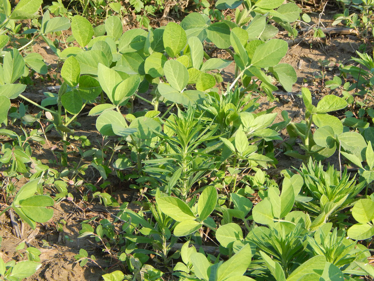 Weed Management - Soybean Research & Information Network - SRIN