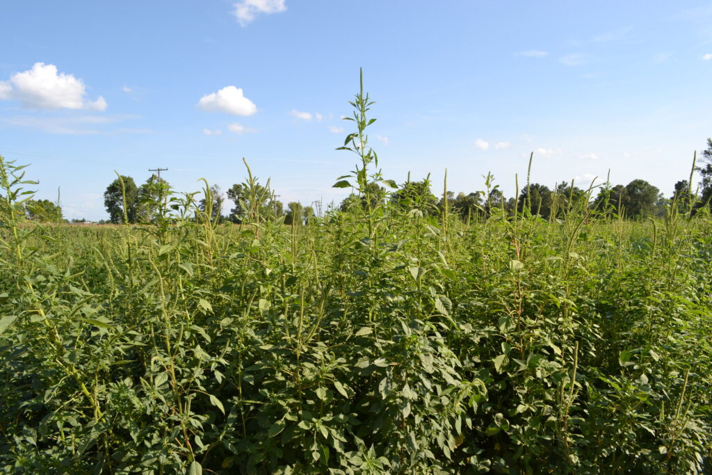 Palmer amaranth