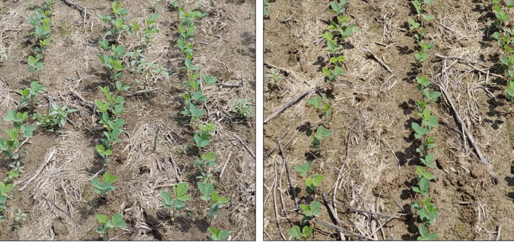 Tackling Weed Control in Early Planted Soybeans - Research Highlight ...