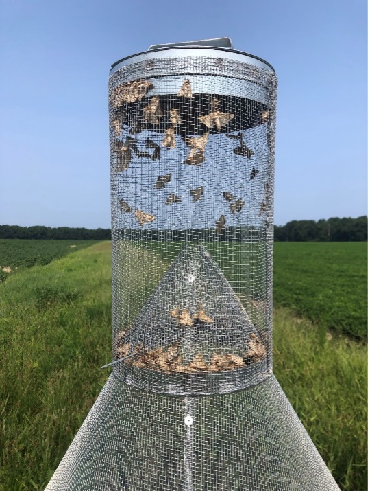 Automating Moth Traps to Improve Risk Prediction and Management