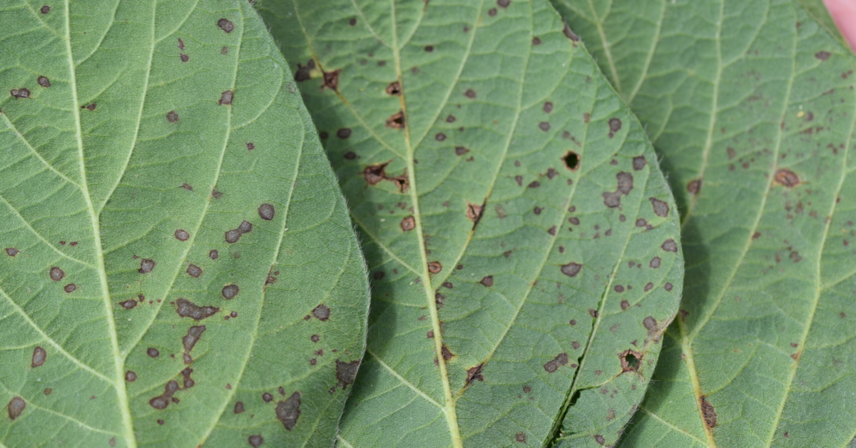 Combatting Frogeye Leaf Spot In North Dakota - Research Highlight ...