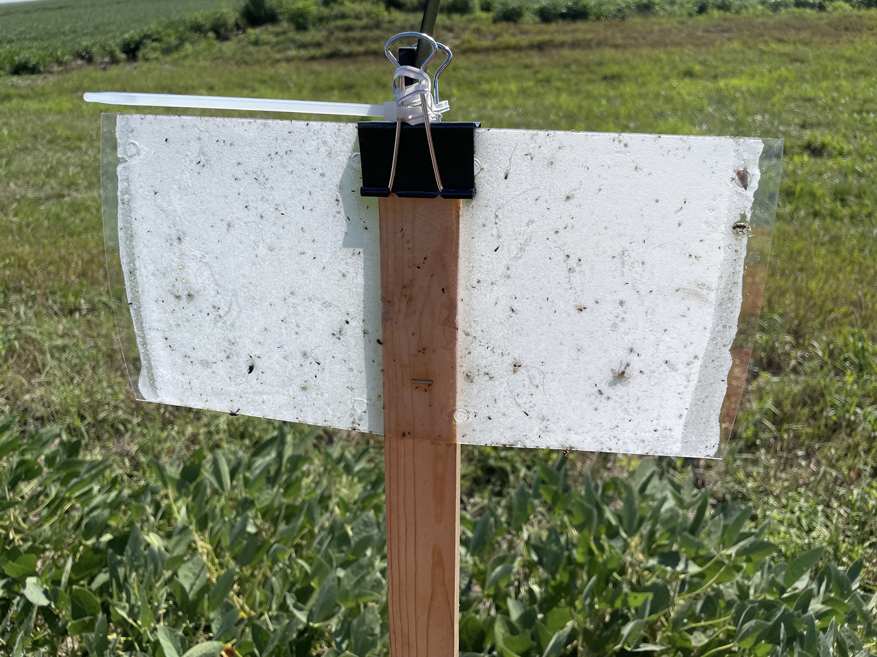 Historical Kentucky IPM Insect Trap Data