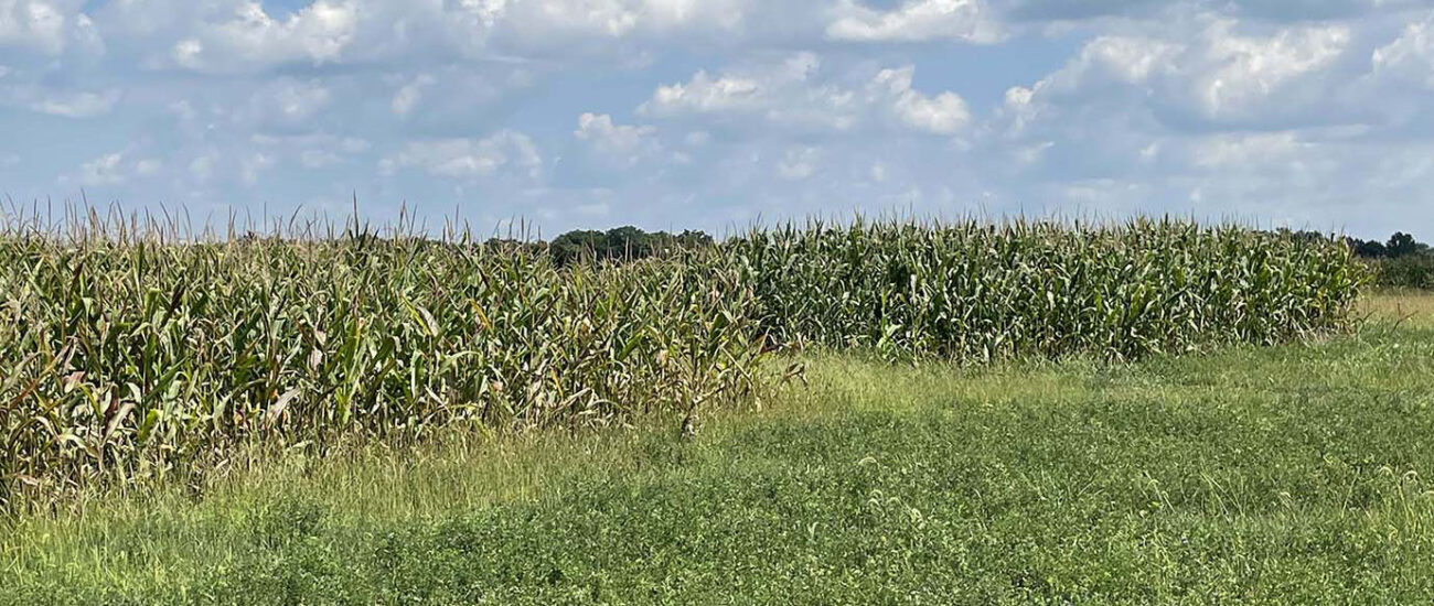 Exploring Extended Crop Rotation Benefits for Soil Health and ...