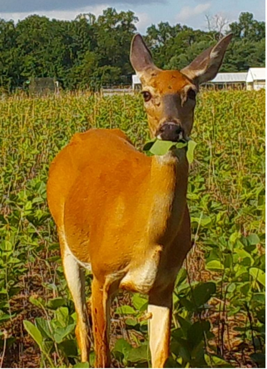 Fitting Forage Soybeans into Deer Management Strategies Research