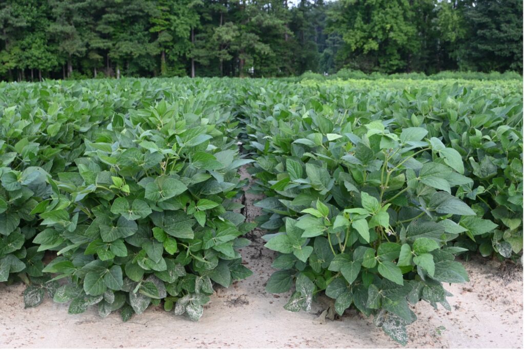 rows of soybeans