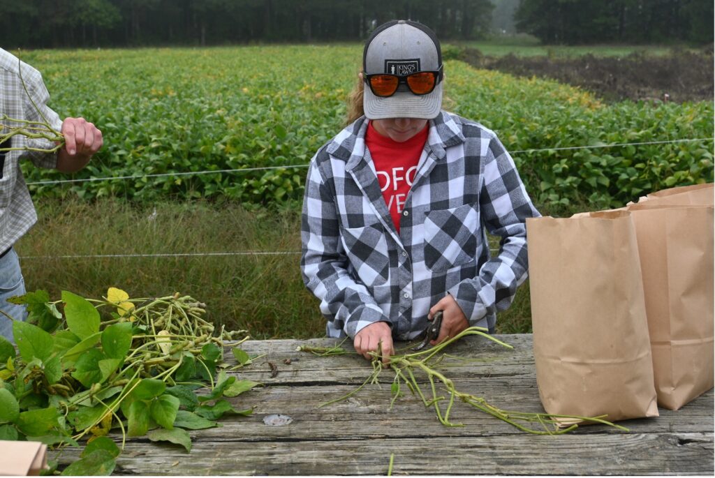 harvesting soybean samples for study