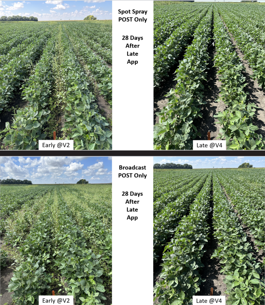 Two photos of soybean fields comparing weed pressure amounts