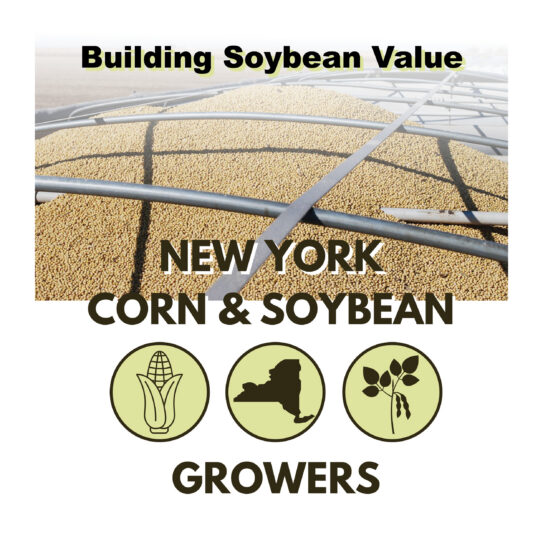 State highlight graphic for New York