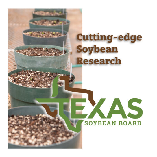State highlight graphic for Texas